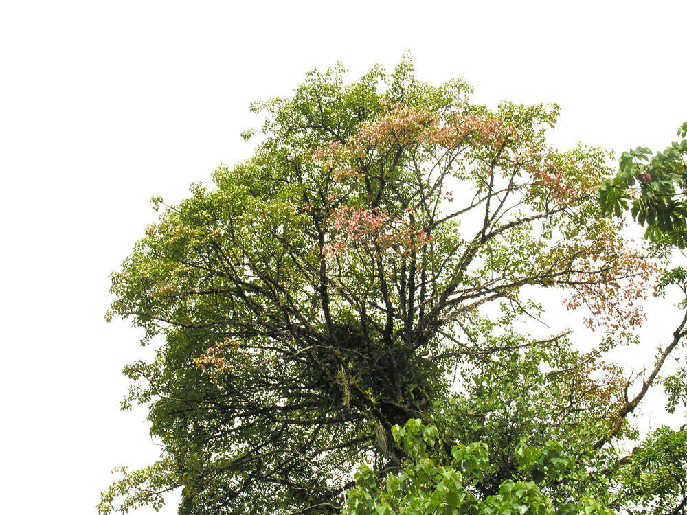 Image de Bursera standleyana L. O. Williams & Cuatrec.