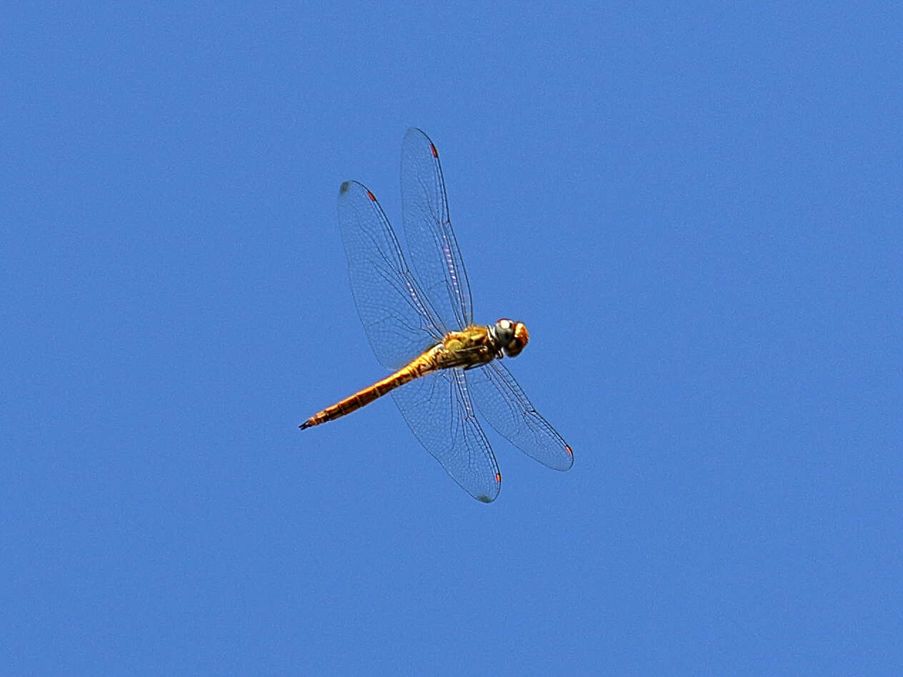 Image of Rainpool Gliders