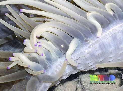 Image of Sebae Anemone