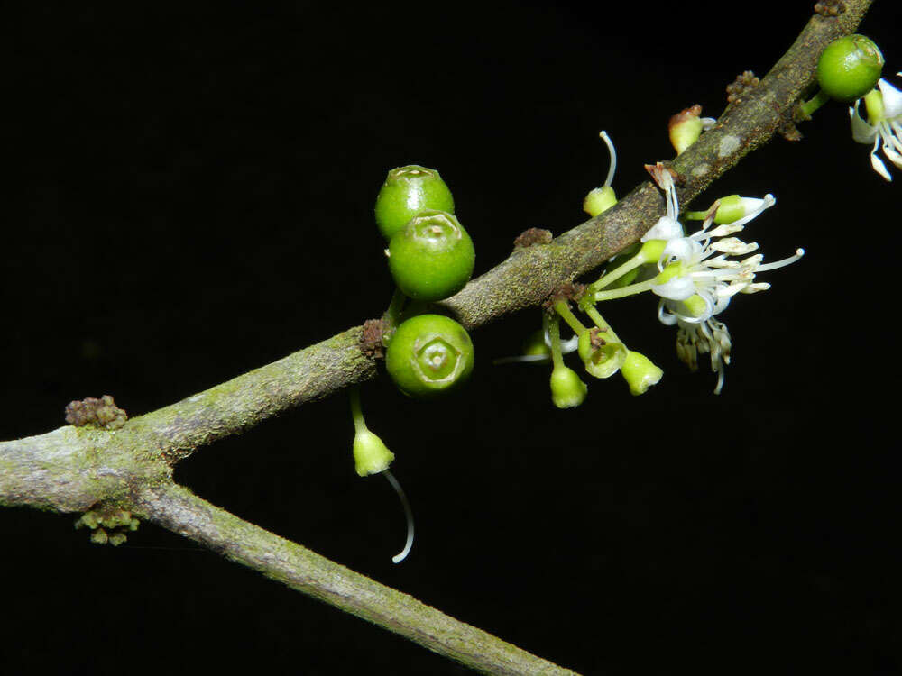 Image of Henriettea seemannii (Naud.) L. O. Williams