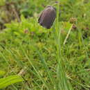 Image of Fritillaria pyrenaica subsp. pyrenaica