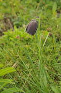 Image of Fritillaria pyrenaica L.