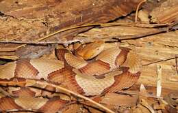 Image of Copperhead