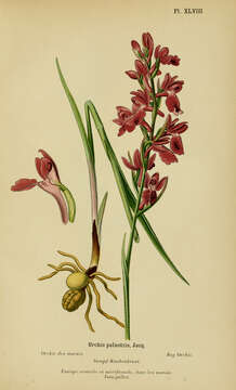 Image of Anacamptis palustris (Jacq.) R. M. Bateman, Pridgeon & M. W. Chase