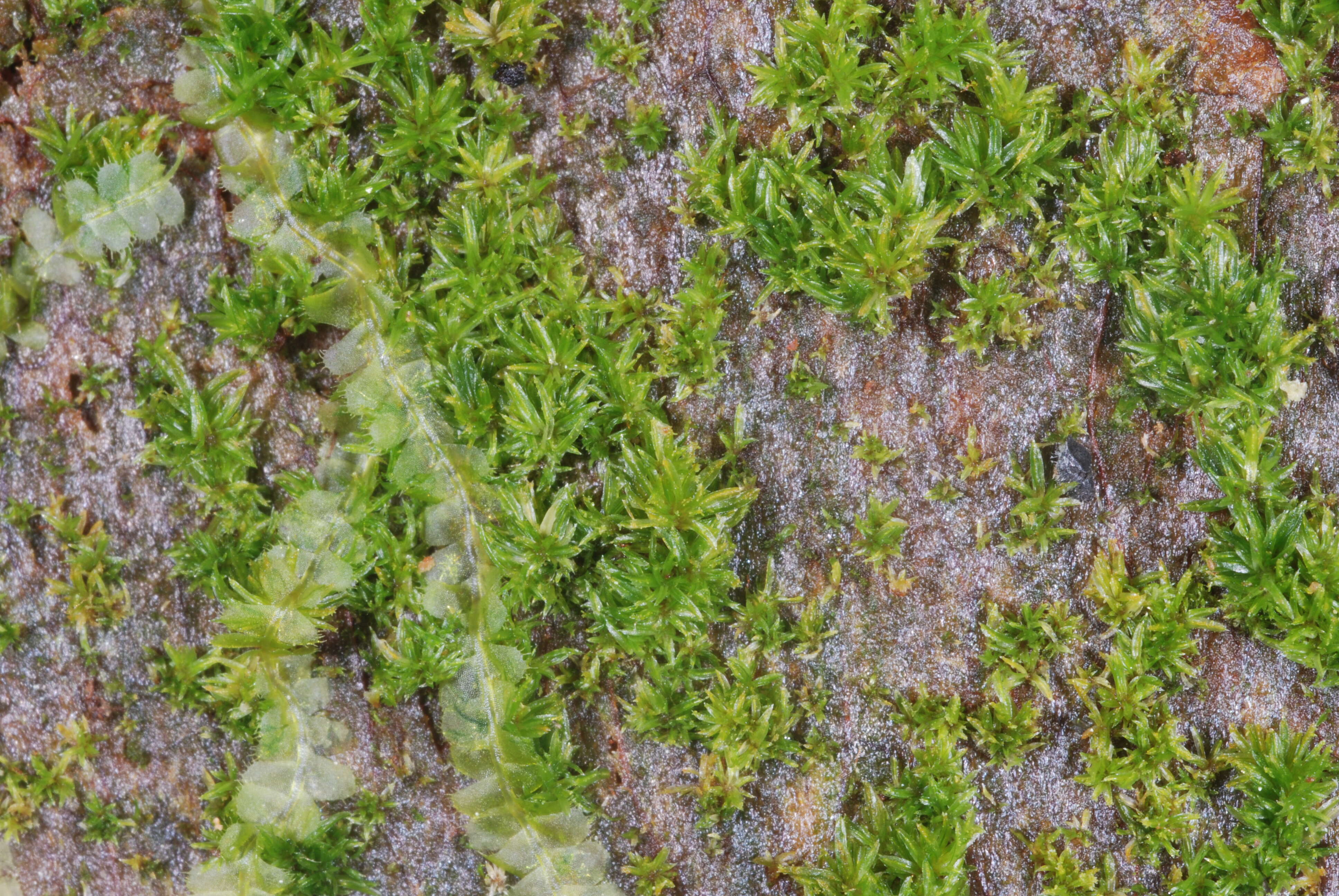Image of syrrhopodon moss