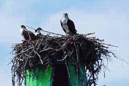 Image of ospreys