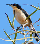 Donacobiidae resmi