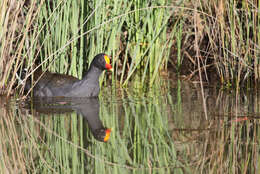 Plancia ëd Gallinula tenebrosa Gould 1846