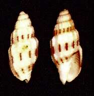 Image of Turbinelloidea Rafinesque 1815