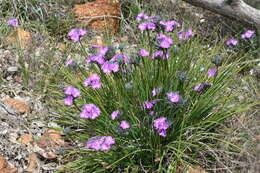 Image of Fringe lily