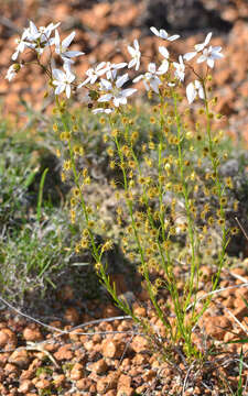 Image of Drosera marchantii subsp. prophylla N. Marchant & Lowrie