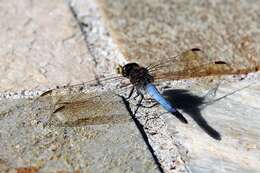 Image of Skimmers (Dragonflies)