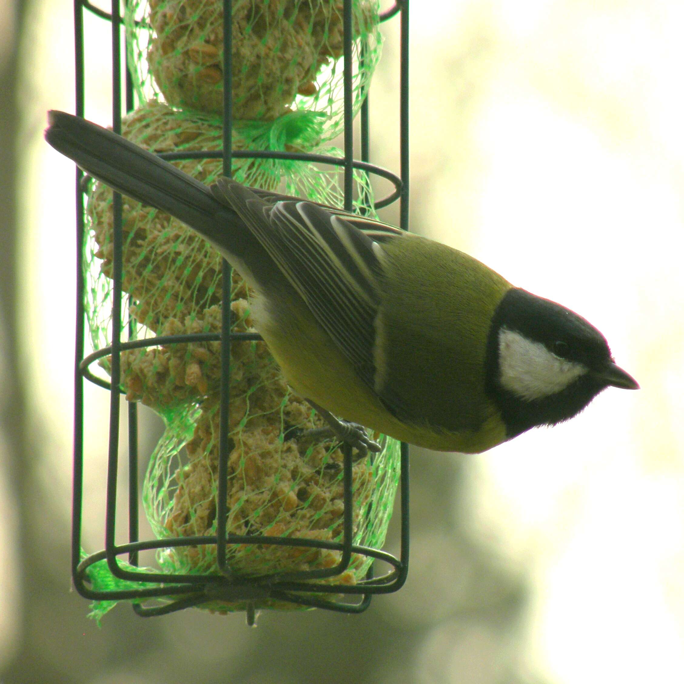 Image of Parus Linnaeus 1758