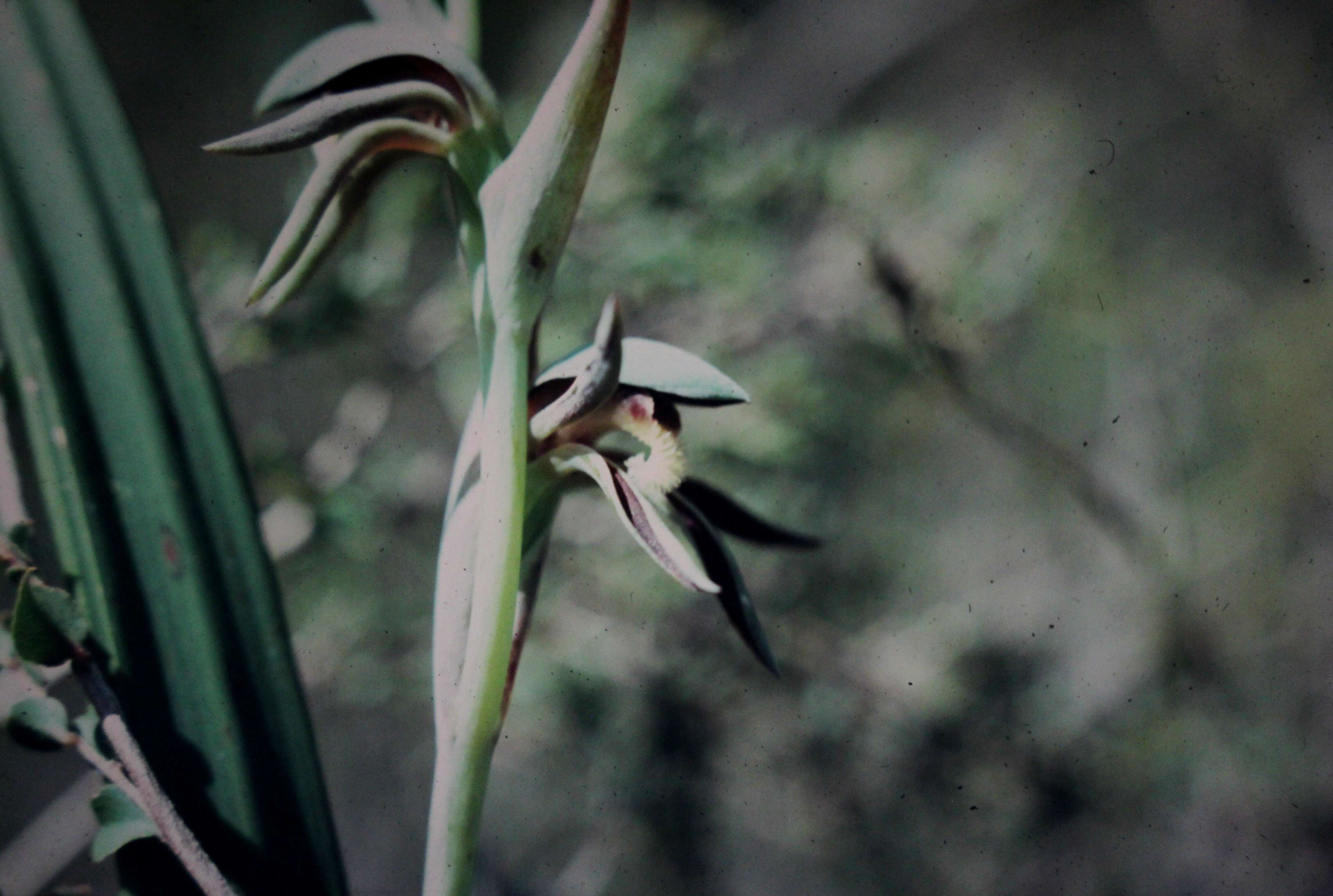 Image of Lyperanthus