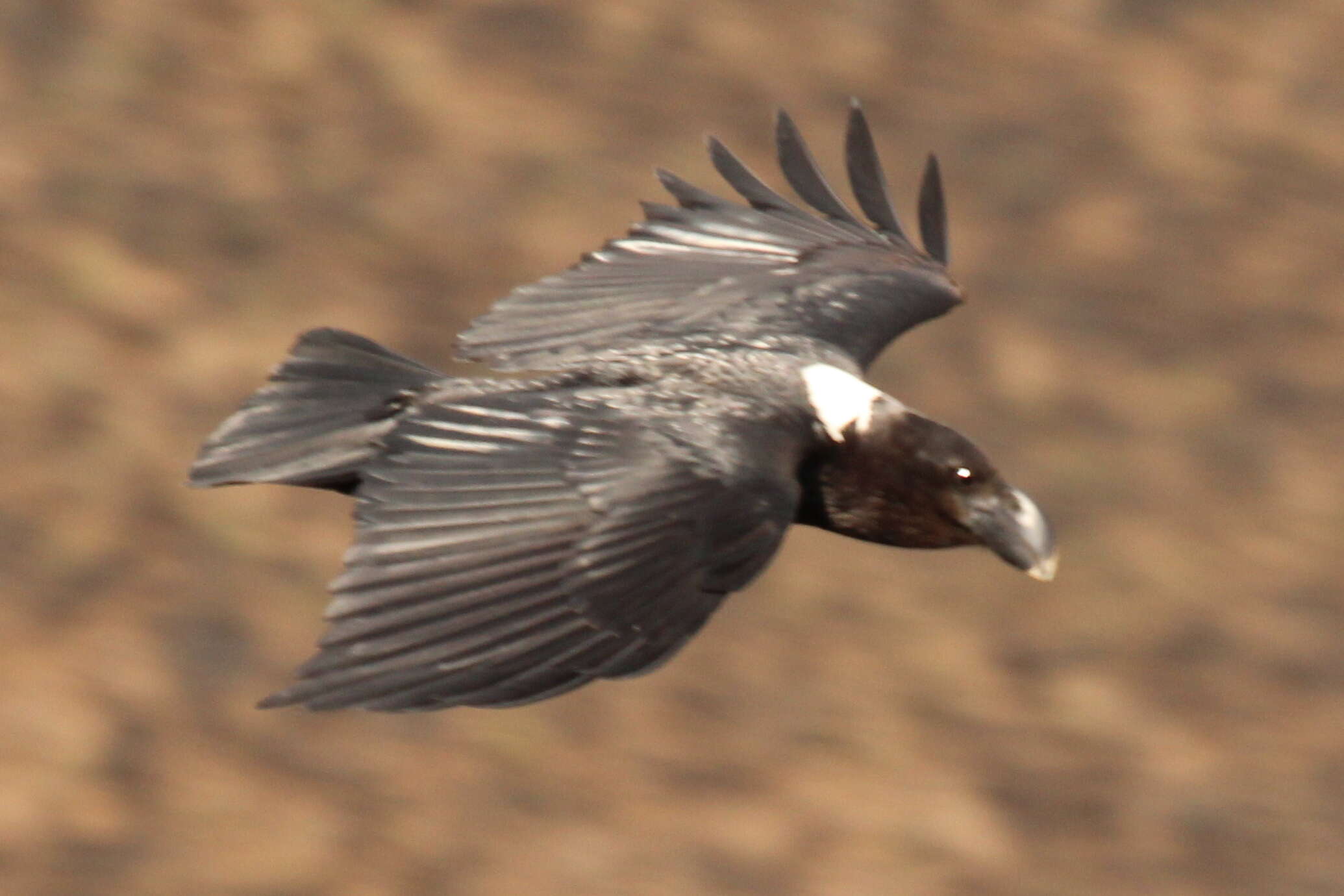 Image of White-necked Raven