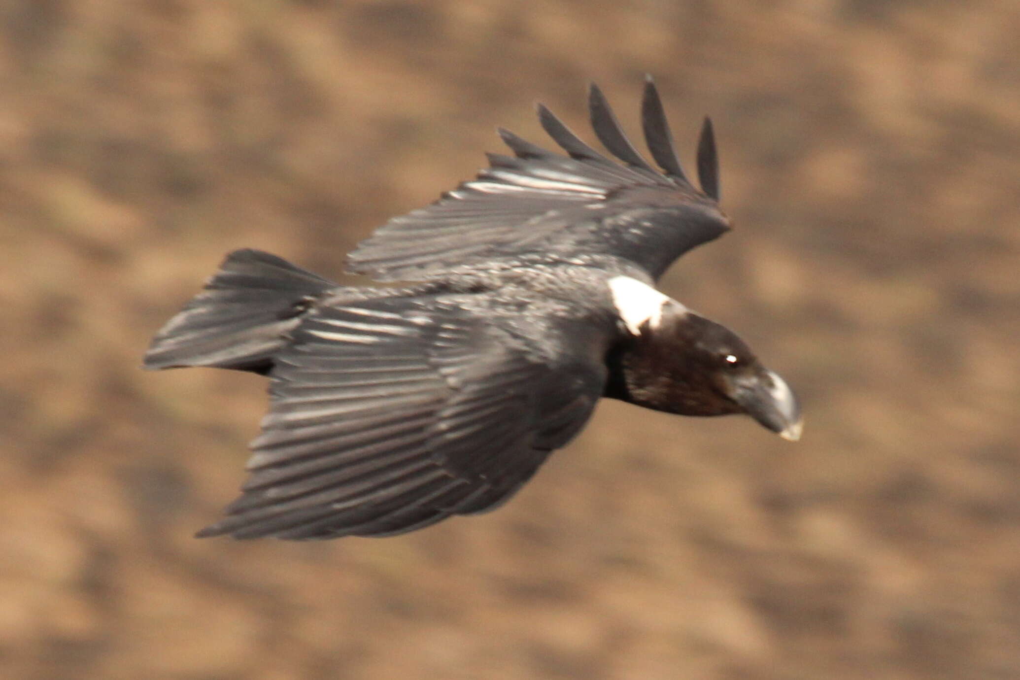 Слика од Corvus albicollis Latham 1790