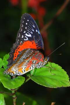 Cethosia biblis perakana Fruhstorfer 1902 resmi