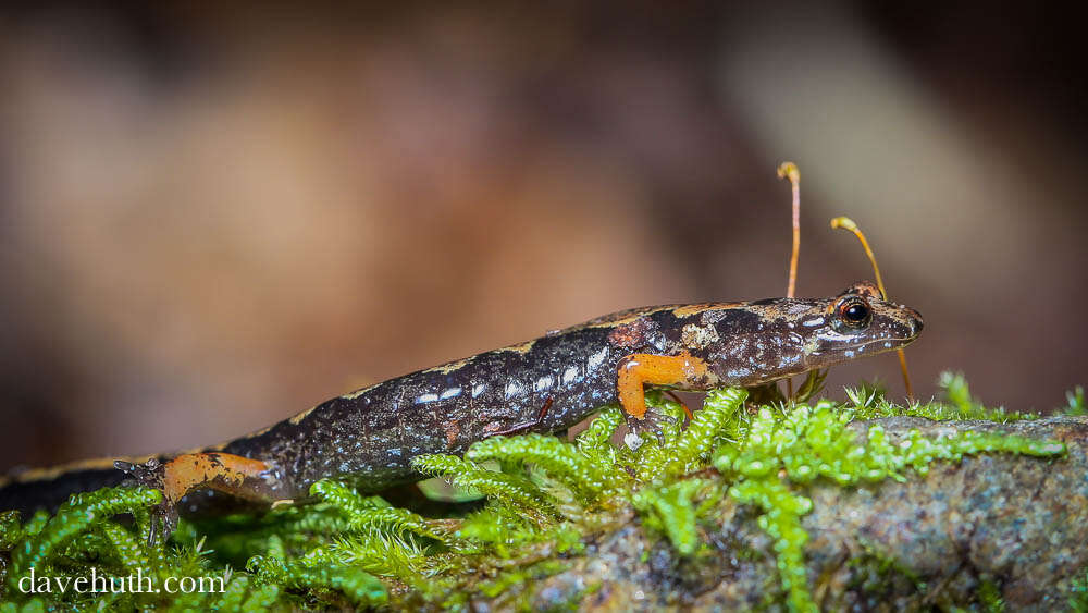 Image of dusky salamanders