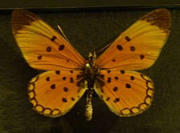 Image of Acraea acrita Hewitson 1865