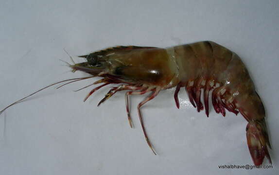 Image of penaeid shrimps