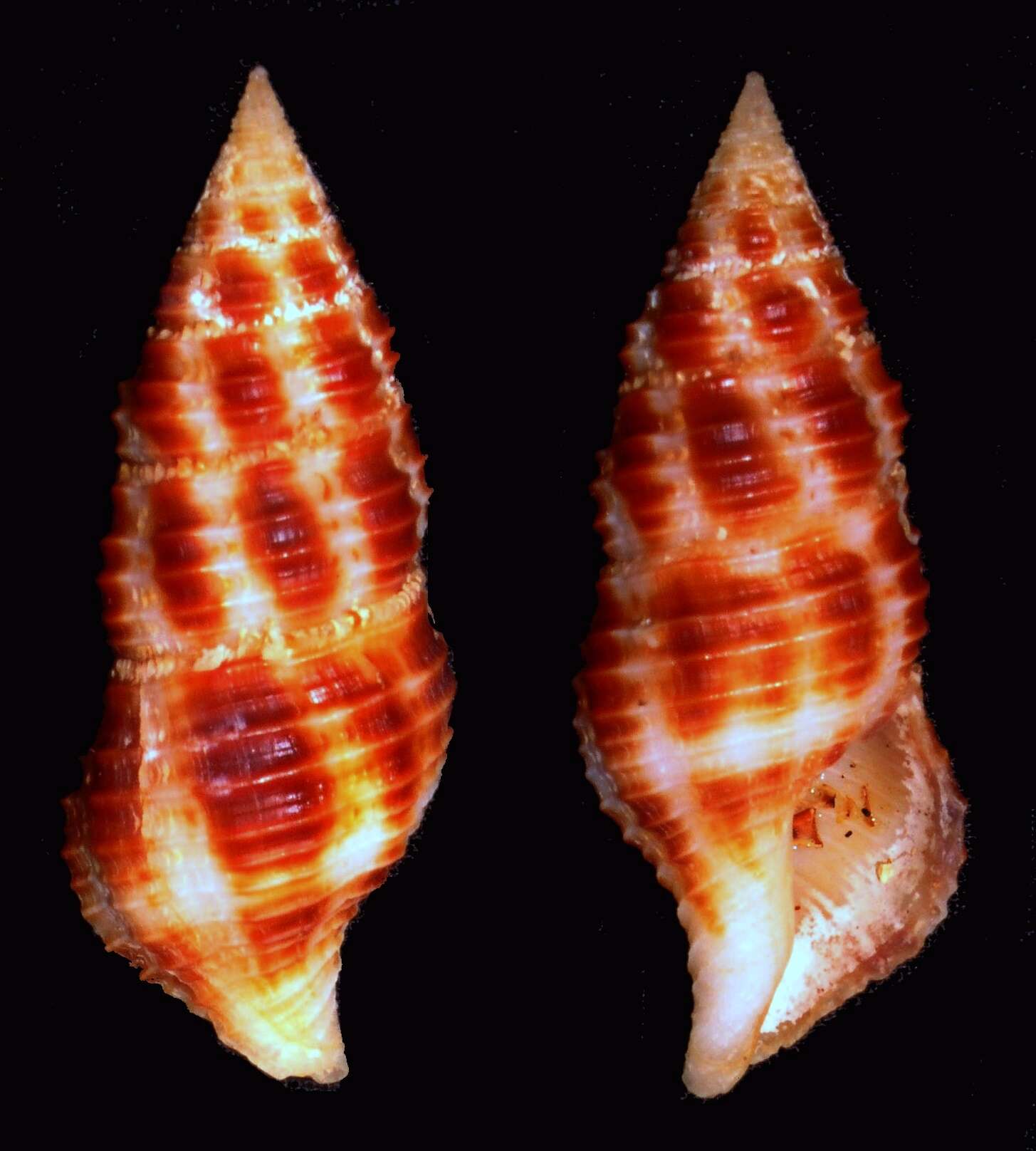 Image of Pseudomelatomidae J. P. E. Morrison 1966