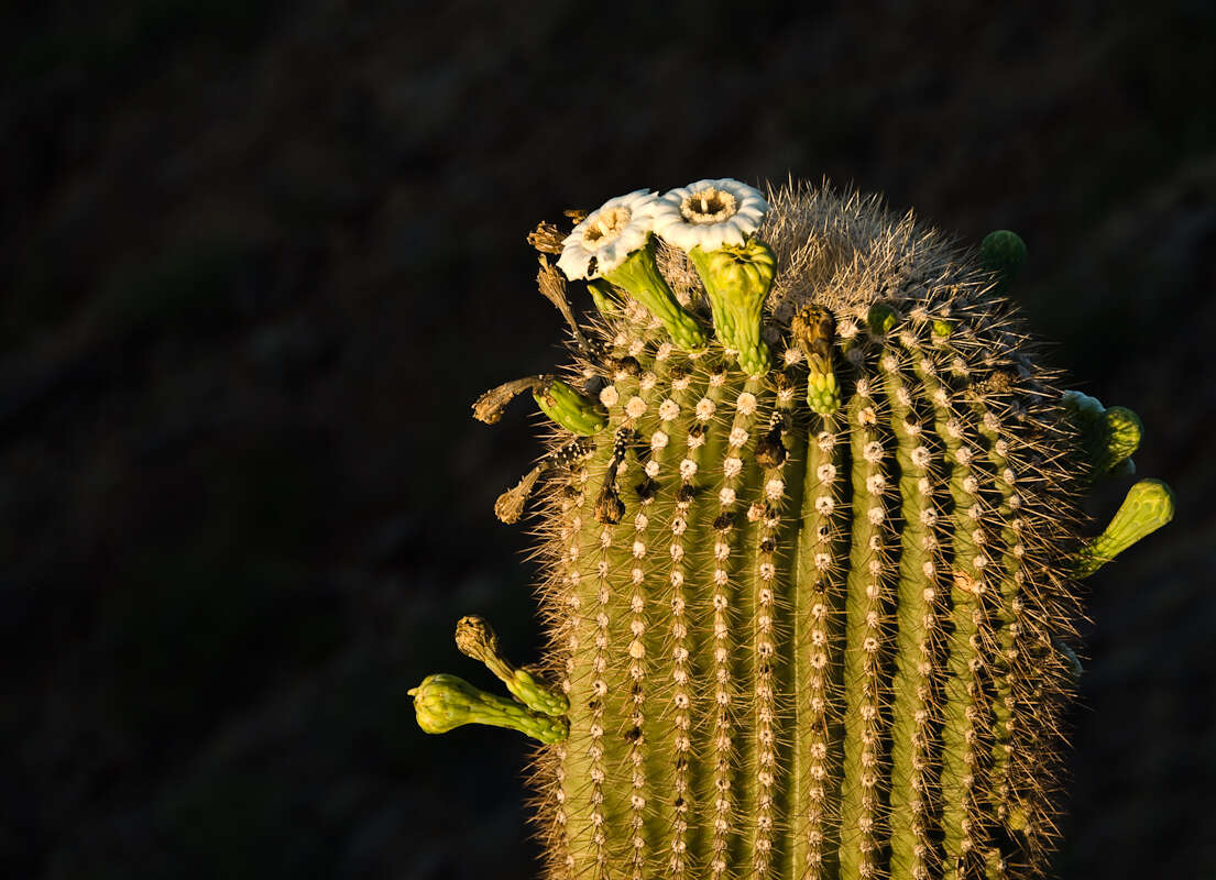 Image of saguaro