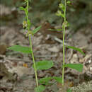 Image of Epipactis nordeniorum Robatsch