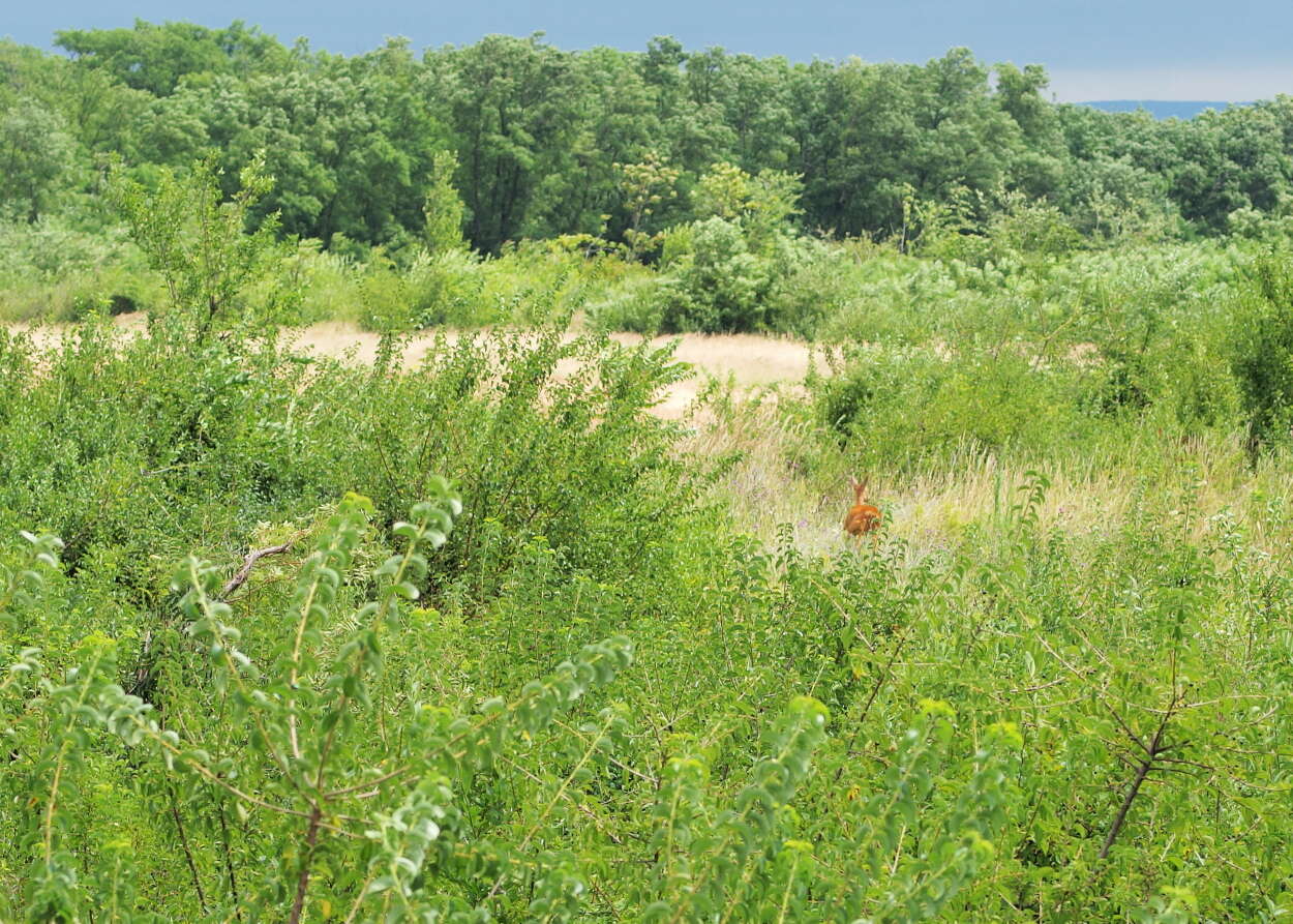 Image of Roe Deer