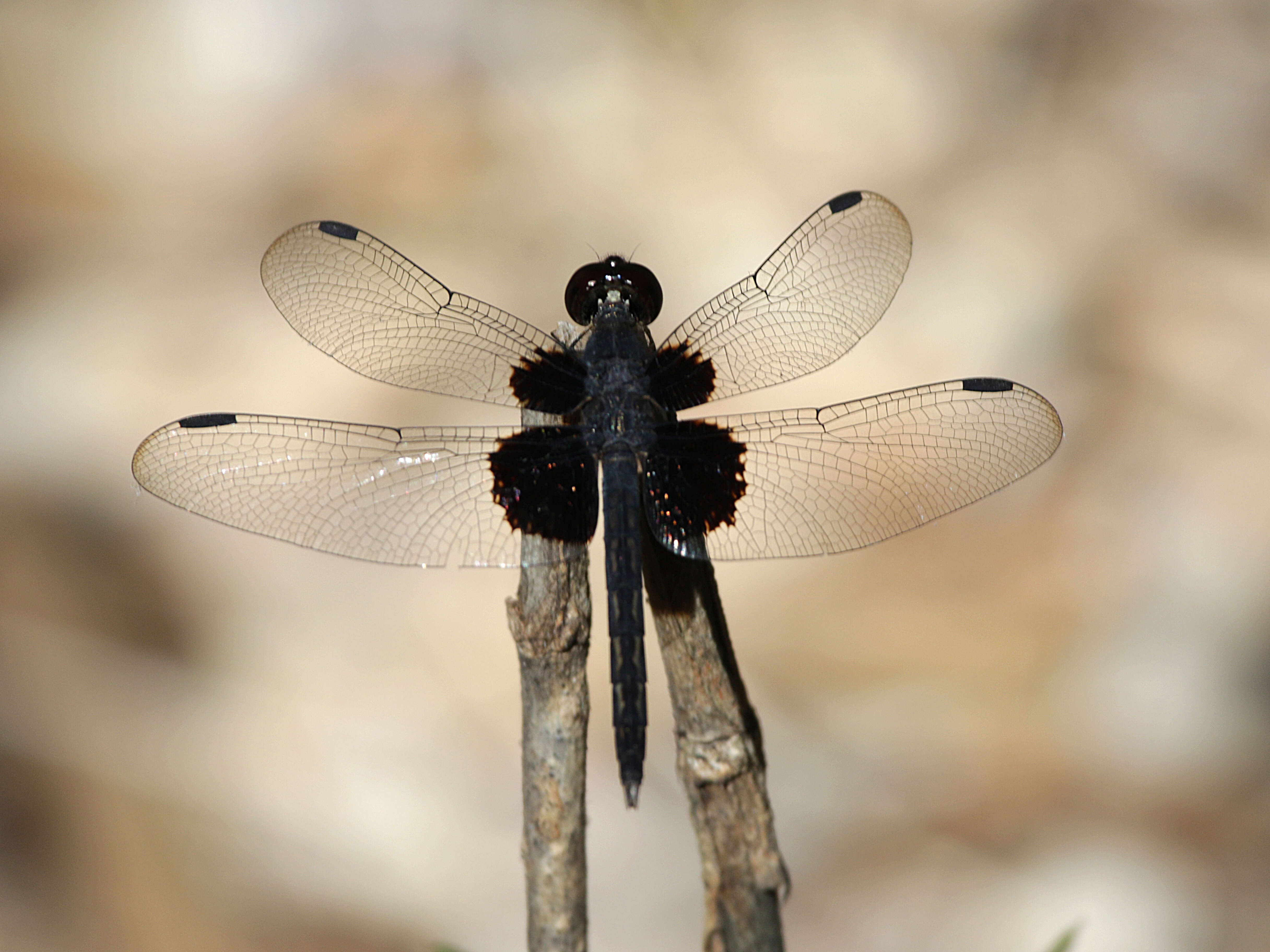 Imagem de Neurothemis Brauer 1867