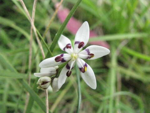 Image of Wurmbea dioica subsp. dioica