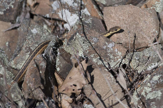 Image of Common Garter Snake