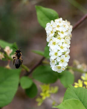 Image of Bird Cherry