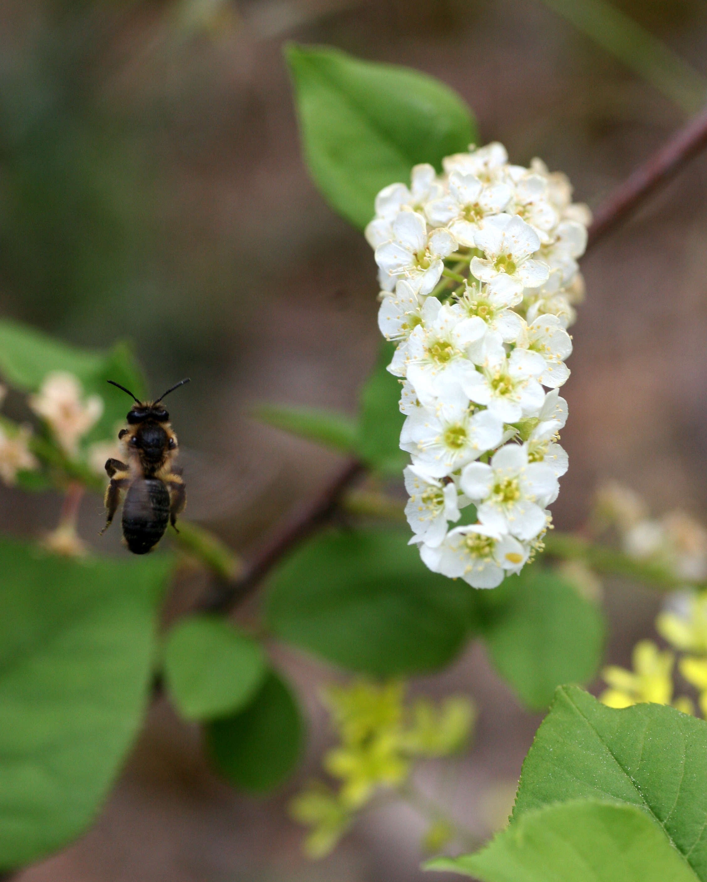 Prunus padus L. resmi