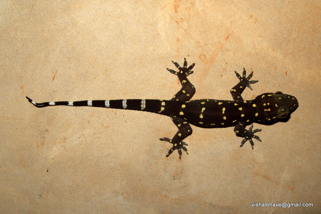 Hemidactylus prashadi Smith 1935 resmi