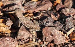 Image of Zebratail lizards