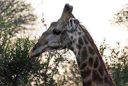 Image of Giraffes