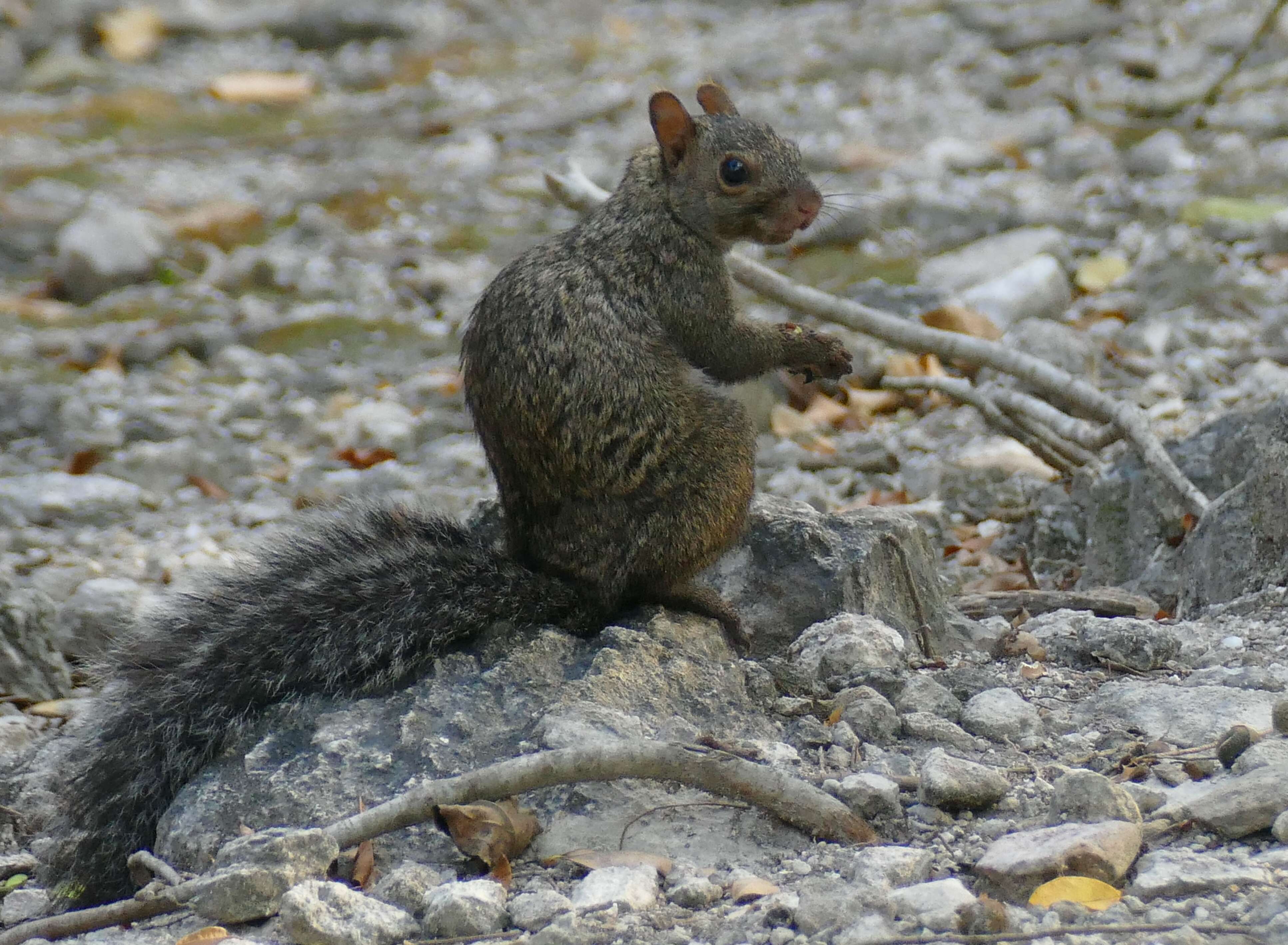 Image of Sciurus subgen. Sciurus Linnaeus 1758