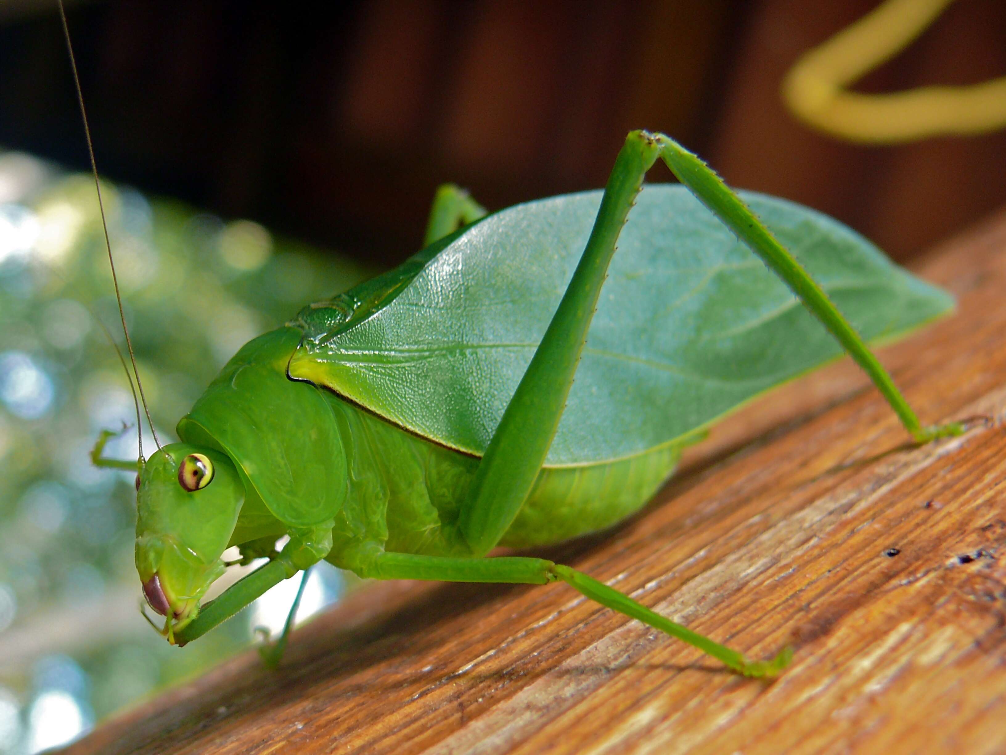 Image of Lamprophyllum