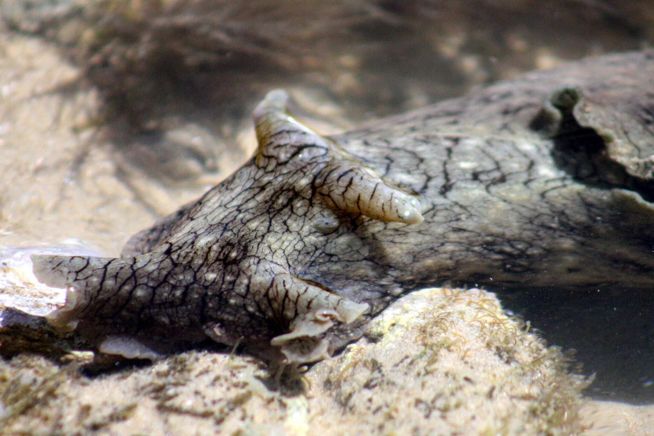 Image of Black-tailed sea hare