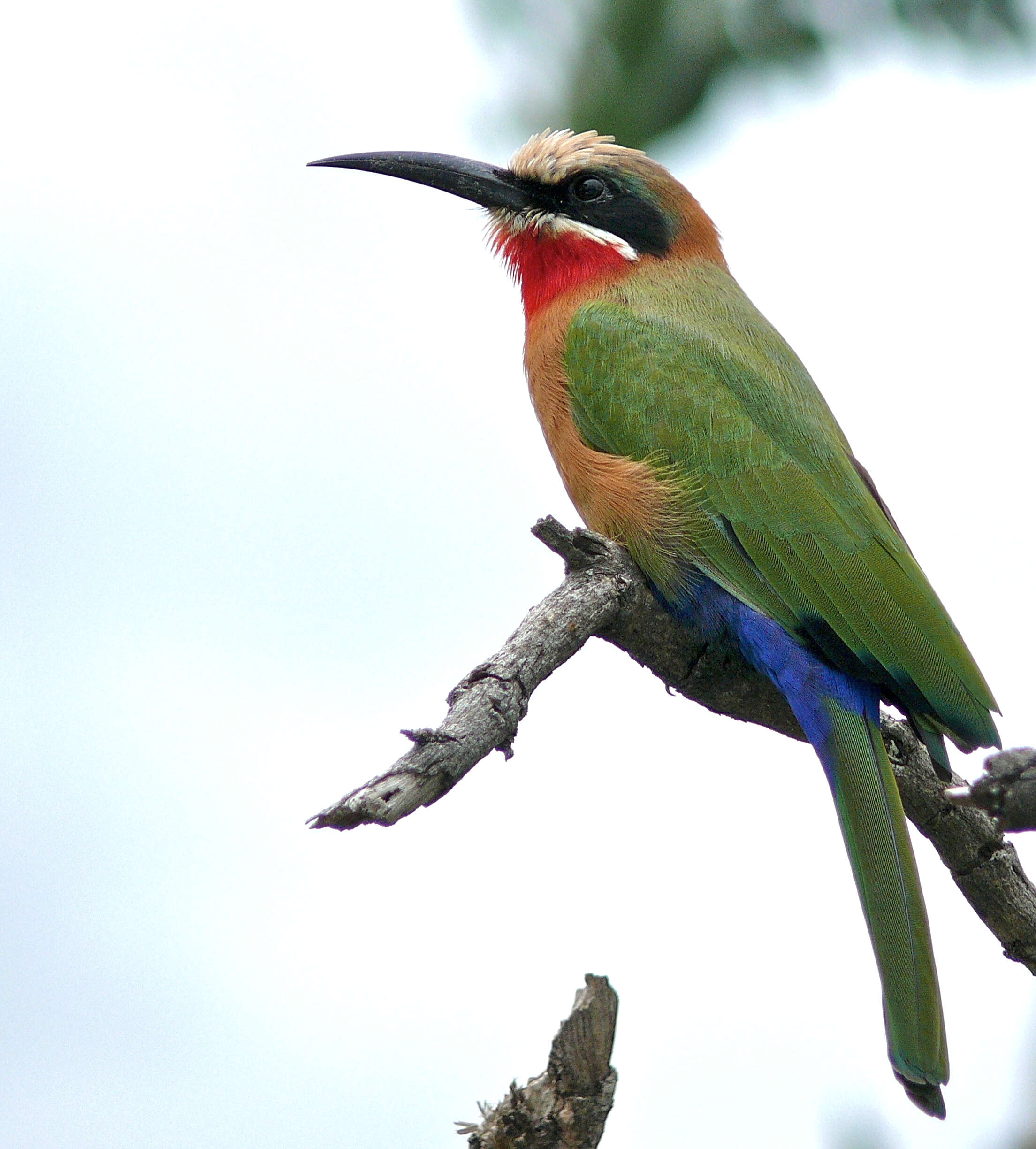 Image of Merops Linnaeus 1758