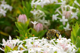 Image of Anthophorine Bees