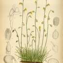 Sivun Utricularia bifida L. kuva