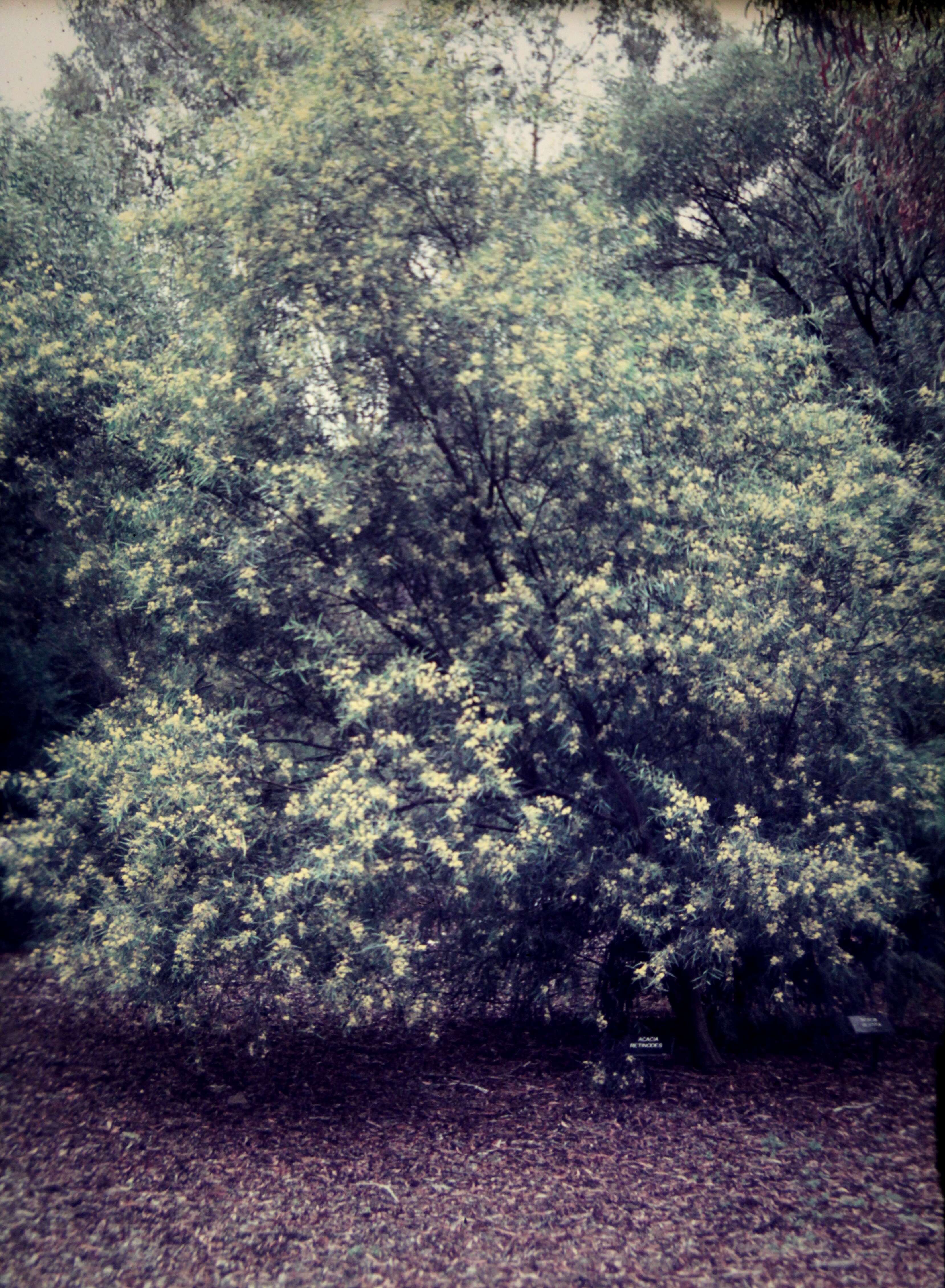 Image of water wattle