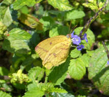 Image of Large Orange Sulphur