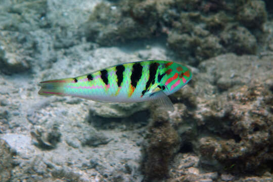 Image of Parrotfish