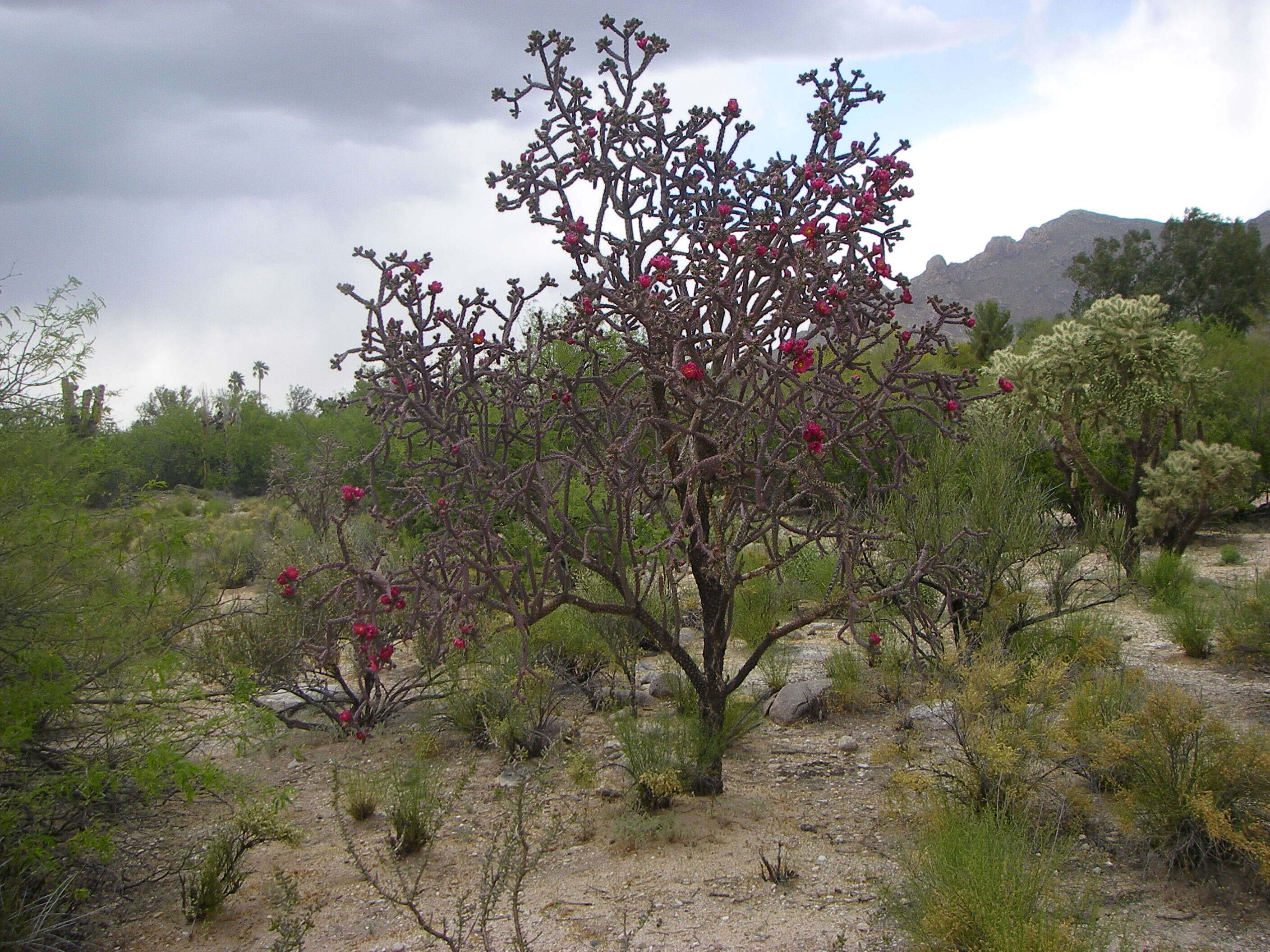 Imagem de Cylindropuntia versicolor (Engelm. ex J. M. Coult.) F. M. Knuth