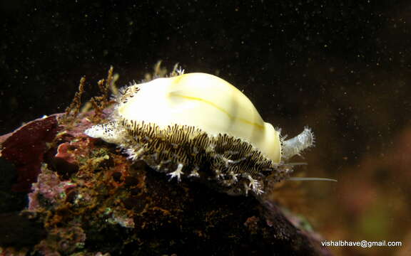 Monetaria annulus (Linnaeus 1758) resmi