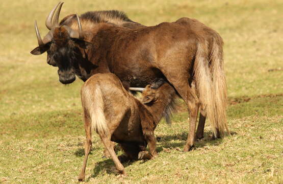 Image of Black Wildebeest