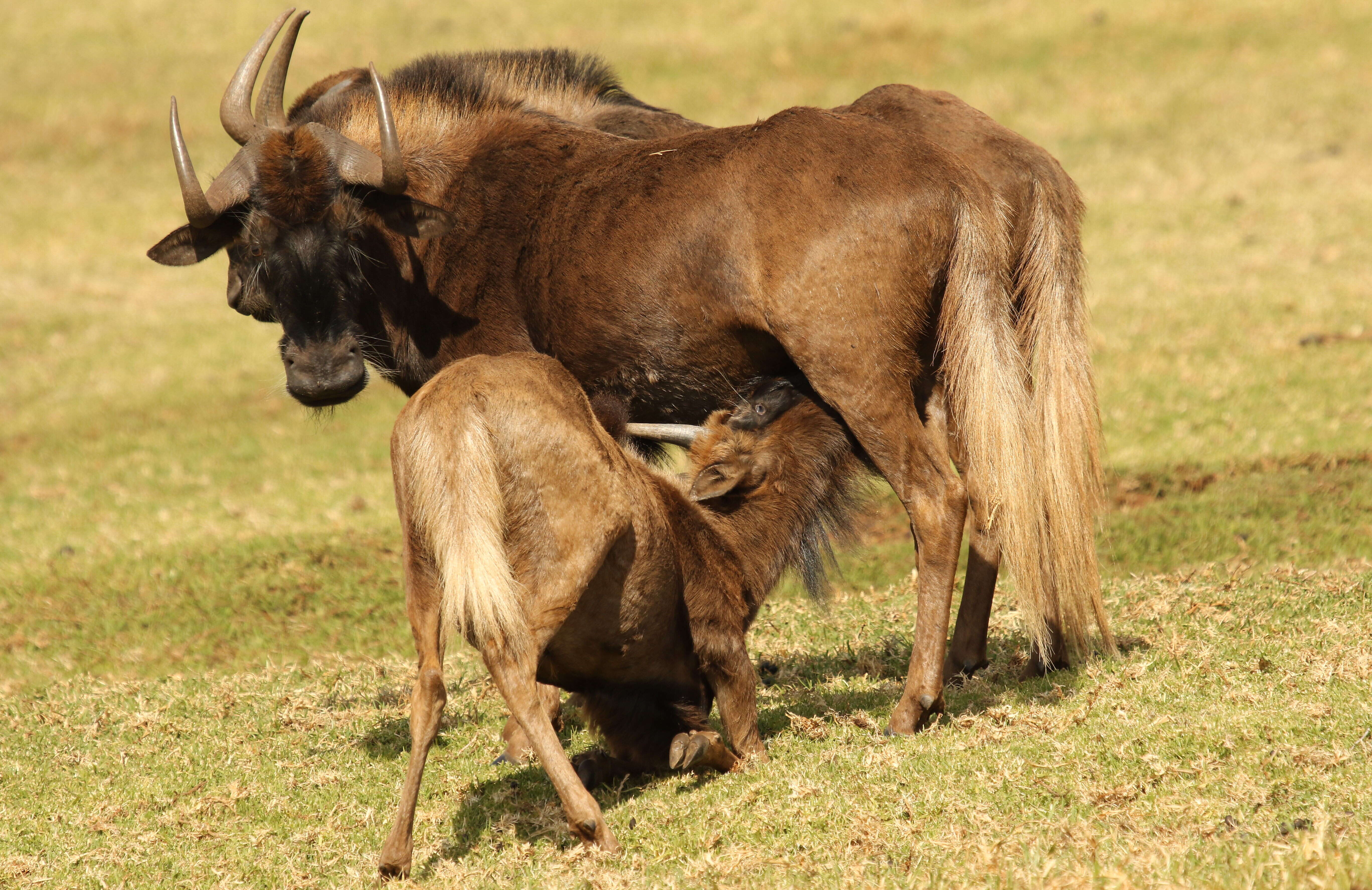 Image of wildebeest