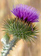 Image of cottonthistle